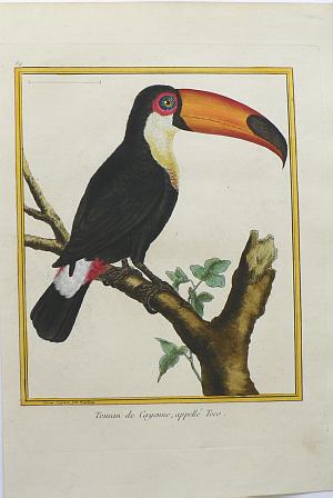 Fine Antique Prints Martinet toucan