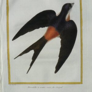 Fine Antique Prints Martinets Swallow