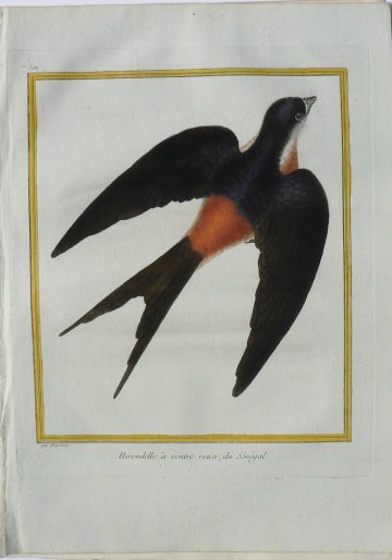 Fine Antique Prints Martinets Swallow