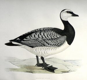 Fine Antique Prints Morris Barnacle Goose
