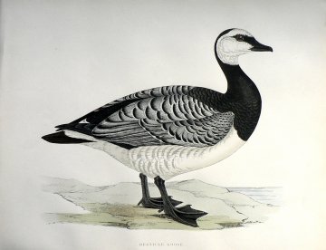 Fine Antique Prints Morris Barnacle Goose