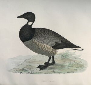 Fine Antique Prints Morris Brent Goose