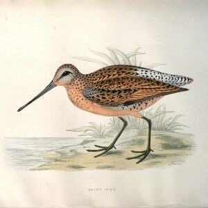 Fine Antique Prints Morris Brown Snipe