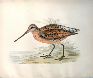 Fine Antique Prints Morris Brown Snipe