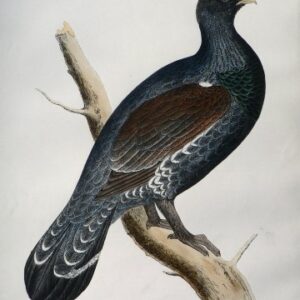 Fine Antique Prints Morris Capercaillie