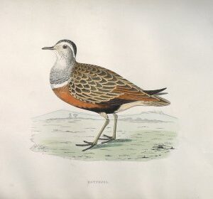 Fine Antique Prints Morris Dotterel
