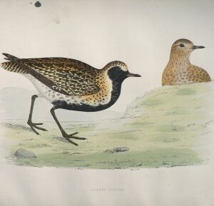 Fine Antique Prints Morris Golden Plover