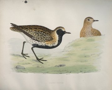 Fine Antique Prints Morris Golden Plover