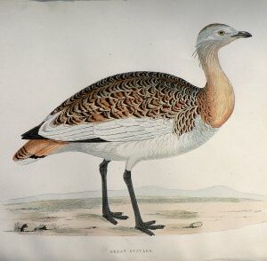 Fine Antique Prints Morris Great Bustard