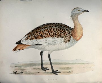 Fine Antique Prints Morris Great Bustard