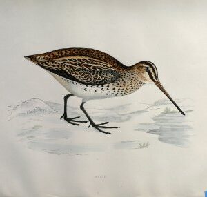 Fine Antique Prints Morris Snipel