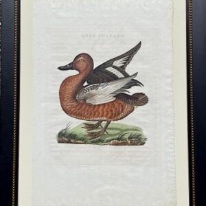 Fine Antique Prints Nozeman Anas