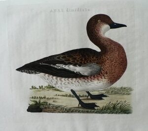 Fine Antique Prints Nozeman Anasdim