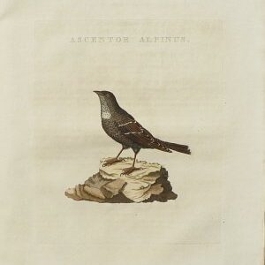 Fine Antique Prints Nozeman Ascentor