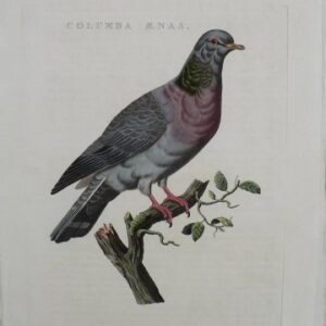 Fine Antique Prints Nozeman Columba
