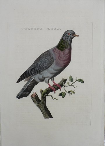 Fine Antique Prints Nozeman Columba