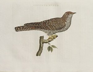 Fine Antique Prints Nozeman Cuckoo