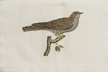 Fine Antique Prints Nozeman Cuckoo