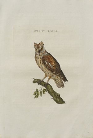 Fine Antique Prints Nozeman Earred owl