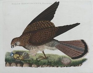 Fine Antique Prints Nozeman Falcon