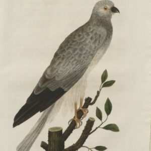 Fine Antique Prints Nozeman Falcon