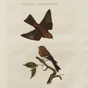 Fine Antique Prints Nozeman Fringilla