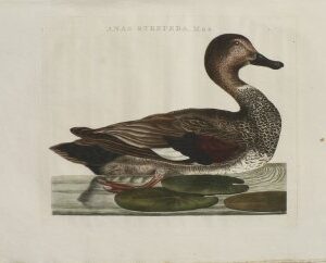 Fine Antique Prints Nozeman Gadwall Duck