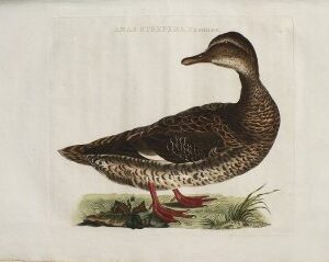 Fine Antique Prints Nozeman Gadwallf