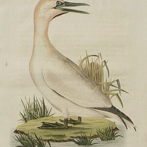 Fine Antique Prints Nozeman Gannet