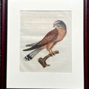 Fine Antique Prints Nozeman Kestrel