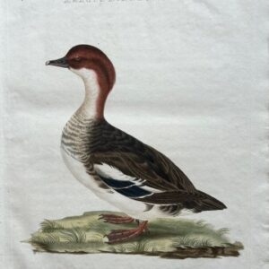 Fine Antique Prints Nozeman Merganser
