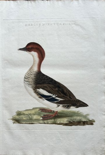 Fine Antique Prints Nozeman Merganser