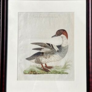 Fine Antique Prints Nozeman Merganzer