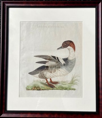 Fine Antique Prints Nozeman Merganzer