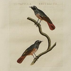 Fine Antique Prints Nozeman Moticilla