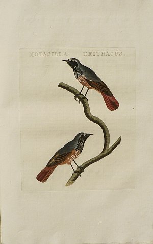 Fine Antique Prints Nozeman Moticilla