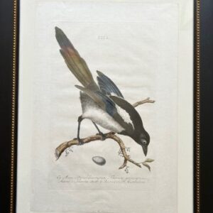 Fine Antique Prints Nozeman Pica