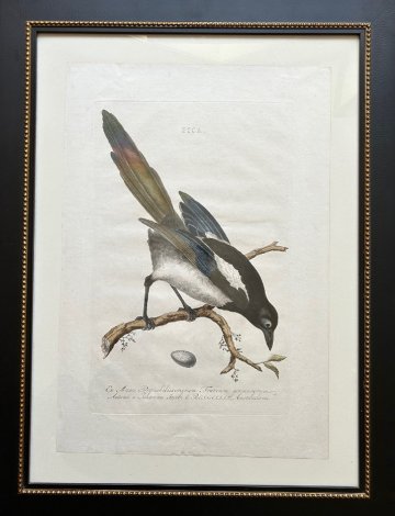 Fine Antique Prints Nozeman Pica