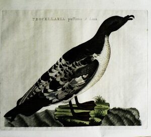 Fine Antique Prints Nozeman Procellaris