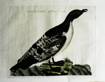 Fine Antique Prints Nozeman Procellaris