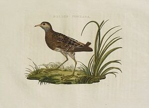 Fine Antique Prints Nozeman Rail