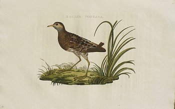 Fine Antique Prints Nozeman Rail