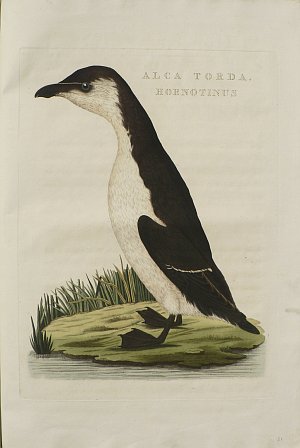 Fine Antique Prints Nozeman Razorbill