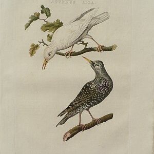 Fine Antique Prints Nozeman starlings