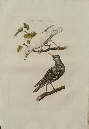 Fine Antique Prints Nozeman starlings