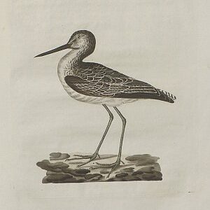 Fine Antique Prints Nozeman Tringa