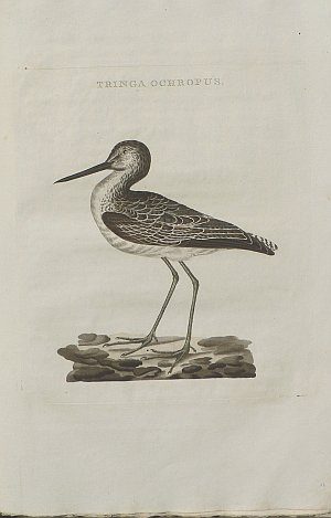 Fine Antique Prints Nozeman Tringa