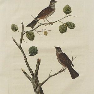 Fine Antique Prints Nozeman Warbler