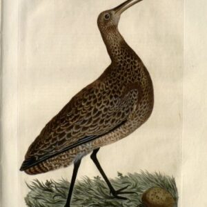 Fine Antique Prints Nozeman Woodcock