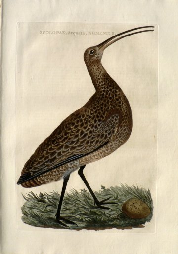 Fine Antique Prints Nozeman Woodcock